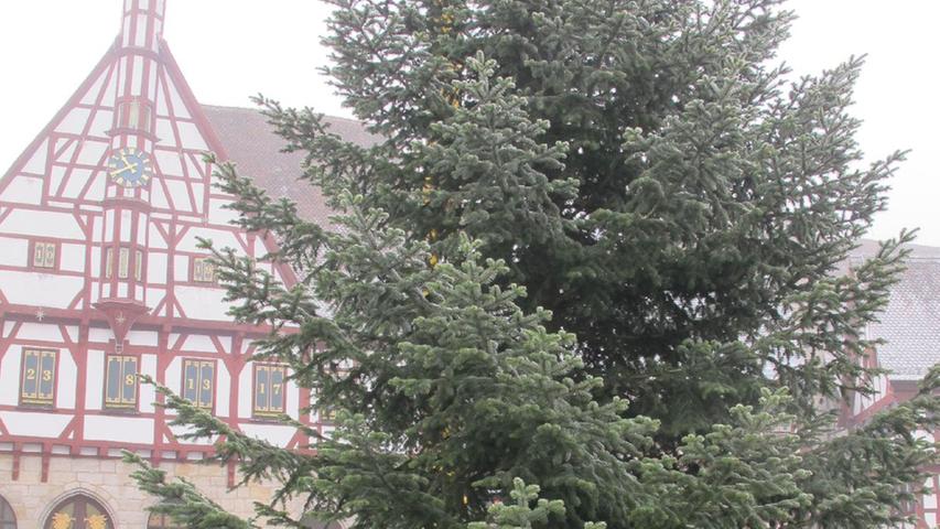 Forchheim hat wieder einen Christbaum
