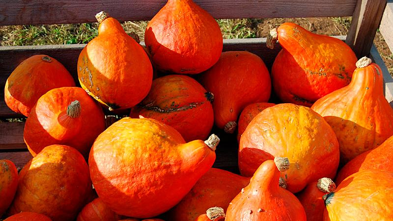 Der Red Oktober ähnelt im Geschmack dem Hokkaido, wird aber mit bis zu drei Kilogramm deutlich größer.