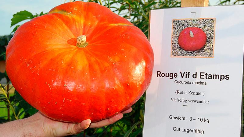 Der Rouge Vif d'Etamps wird auch Roter Zentner genannt und erreicht ein Gewicht von bis zu zehn Kilogramm. Er gehört zur Gruppe der Riesenkürbisse (Cucurbita maxima).