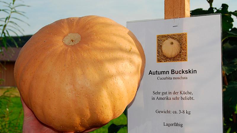 Der Autumn Buckskin ist in den USA sehr beliebt. Er eignet sich besonders zum Schnitzen von Kürbislampen.