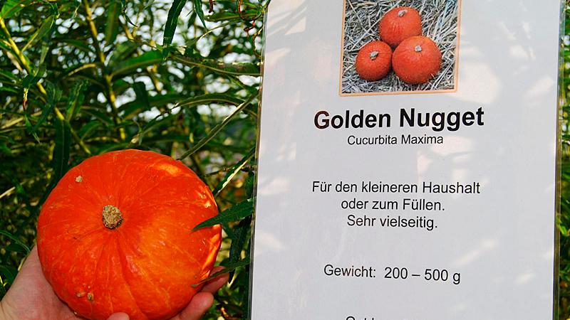 Der Golden Nugget wird nur bis zu 500 Gramm schwer und eignet sich deshalb gut für einen kleinen Haushalt, beispielsweise zum Befüllen.