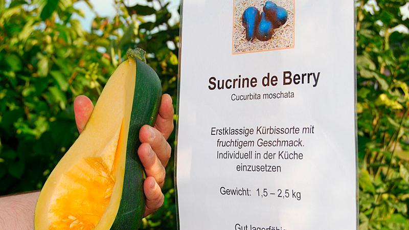 Der Sucrine de Berry macht mit seinem fruchtig-süßen Geschmack seinem Namen alle Ehre. Er ist vielfältig einsetzbar und wird bis zu 2,5 Kilogramm schwer.