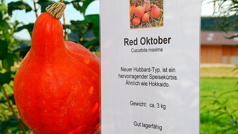 Der Red Oktober ähnelt dem Hokkaido, wird aber bis zu drei Kilogramm schwer.
