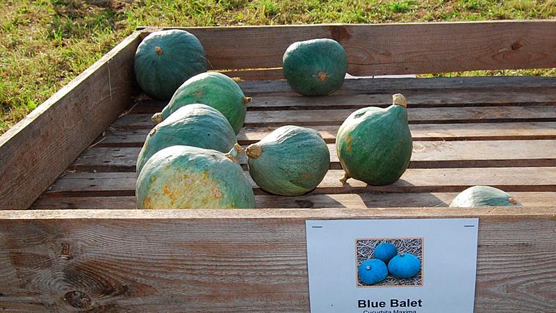 Der Blue Balet ist ein hervorragender Speisekürbis, der sich gut lange lagern lässt. Er erreicht ein Gewicht von 1,5 bis 2,5 Kilogramm.