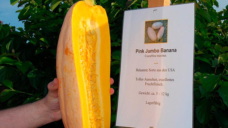 Die Pink Jumbo Banana stammt ursprünglich aus den USA. Sie eignet sich besonders gut zur Herstellung von Marmelade, macht aber wegen ihrer gelben Farbe und länglichen Form auch als Zierkürbis eine gute Figur und wird bis zu zwölf Kilogramm schwer.