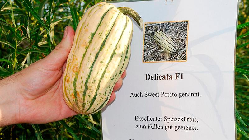 Der Delicata wird auch Sweet Potato genannt. Er ist ein exzellenter Speisekürbis, der sich gut zum Füllen eignet, aber auch als Dekoration ein echter Hingucker ist. Er erreicht ein Gewicht von 400 bis 800 Gramm.