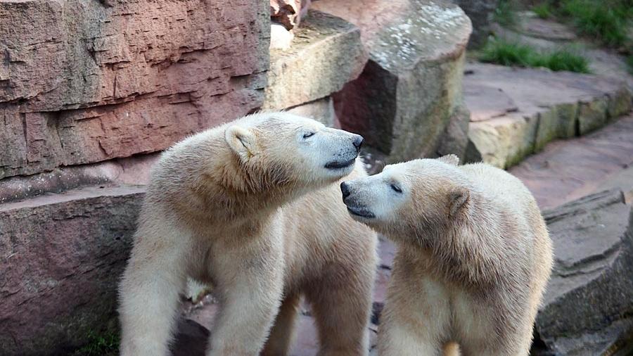 Die Eisbärzwillinge Gregor und Aleut sind in den Warschauer Zoo umgezogen.