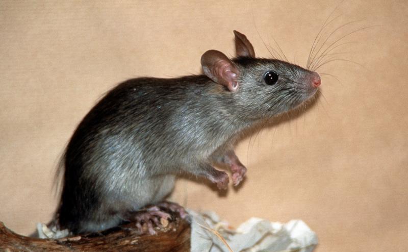 In Ebermannstadt verführen Bürger die Ratten