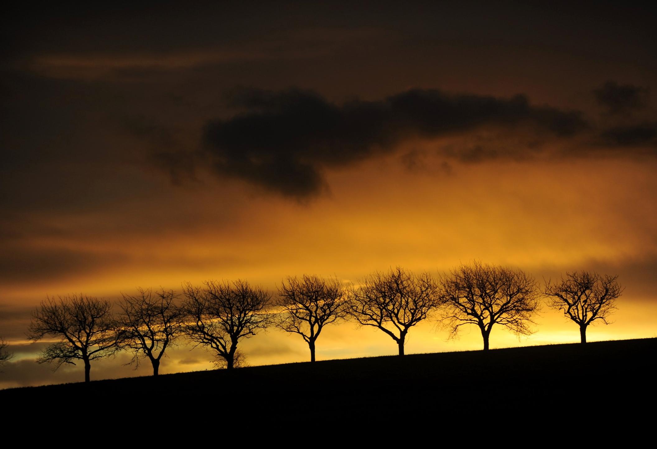 Dritter Vorfall: Bäume mit Schnitten getötet - Stein | Nordbayern