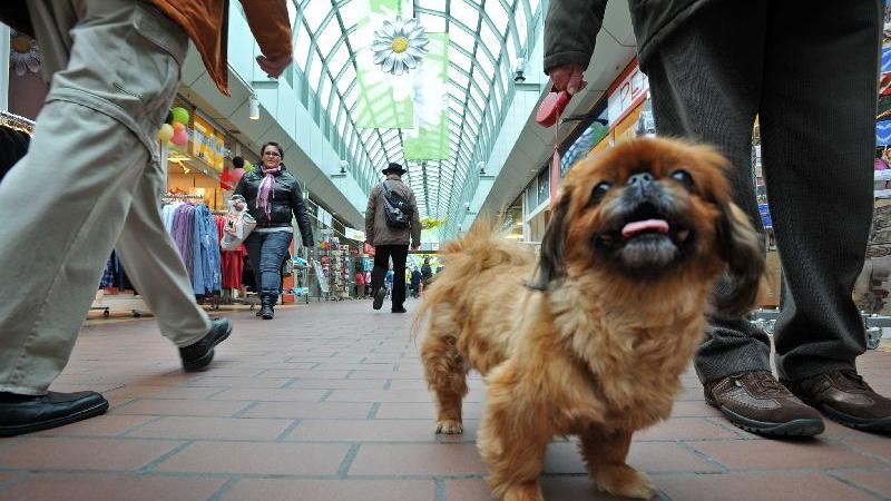 Lady, ein chinesischer Palasthund, beim Shoppen mit seinem Herrchen.