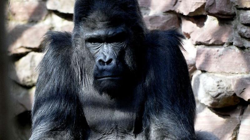 Gorilla Fritz ist ein imposantes Tier, ohne Zweifel. An normalen Tagen scheint es so,...