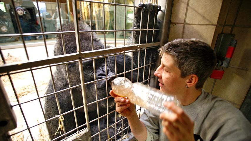 Er ist der zweitälteste Flachlandgorilla in einem Zoo überhaupt. Da ist es nicht verwunderlich, dass Gorilla Fritz' Erkrankung Sorge im Nürnberger Tiergarten hervorgerufen hat. Dank der Behandlung der Tierärzte ist Gorilla "Fritz" nun aber wieder wohlauf.  So päppelten die Mediziner Gorilla Fritz wieder auf.