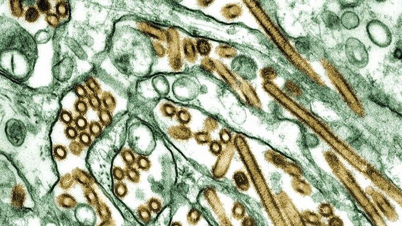 Vogelgrippe: Behörden in China mahnen zur Ruhe
