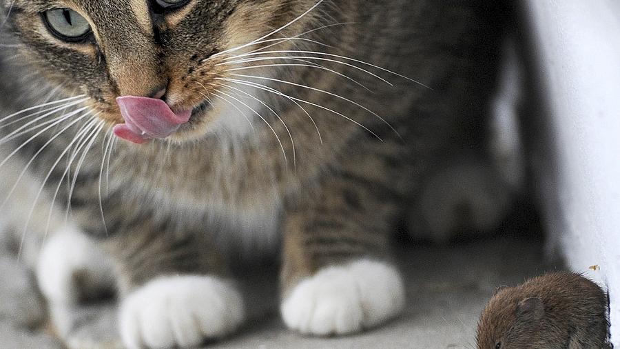 Raus mit der Maus! Doch davor stellt sich nicht nur in Franken die Frage, welche Katze das Tier erlegt hat.