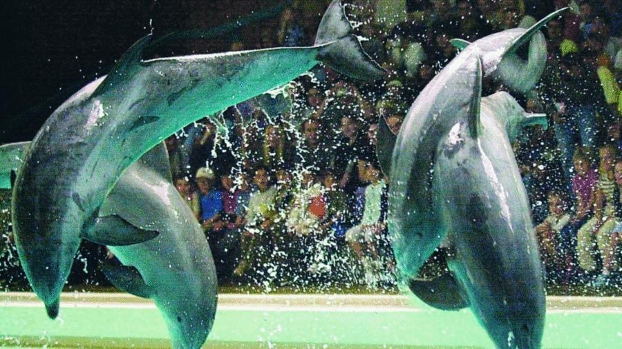 Seit Eröffnung des Nürnberger Delfinariums vor 35 Jahren haben elf Millionen Besucher die Vorführungen der Tümmler angeschaut. Im nächsten Jahr nimmt der Tiergarten die Lagune in Betrieb. Die Meeressäuger sollen in den neuen, 1500 Quadratmeter großen Becken mehr Bewegungsmöglichkeit haben. Seit Eröffnung des Nürnberger Delfinariums vor 35 Jahren haben elf Millionen Besucher die Vorführungen der Tümmler angeschaut. Im nächsten Jahr nimmt der Tiergarten die Lagune in Betrieb. Die Meeressäuger sollen in den neuen, 1500 Quadratmeter großen Becken mehr Bewegungsmöglichkeit haben.