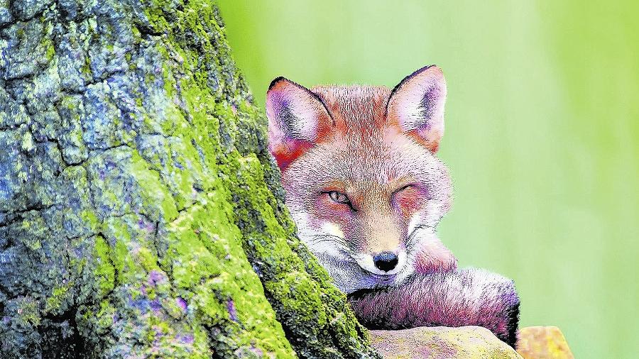 Waldbauern sollten Fuchs ins Herz schließen Waldbauern sollten Fuchs ins Herz schließen