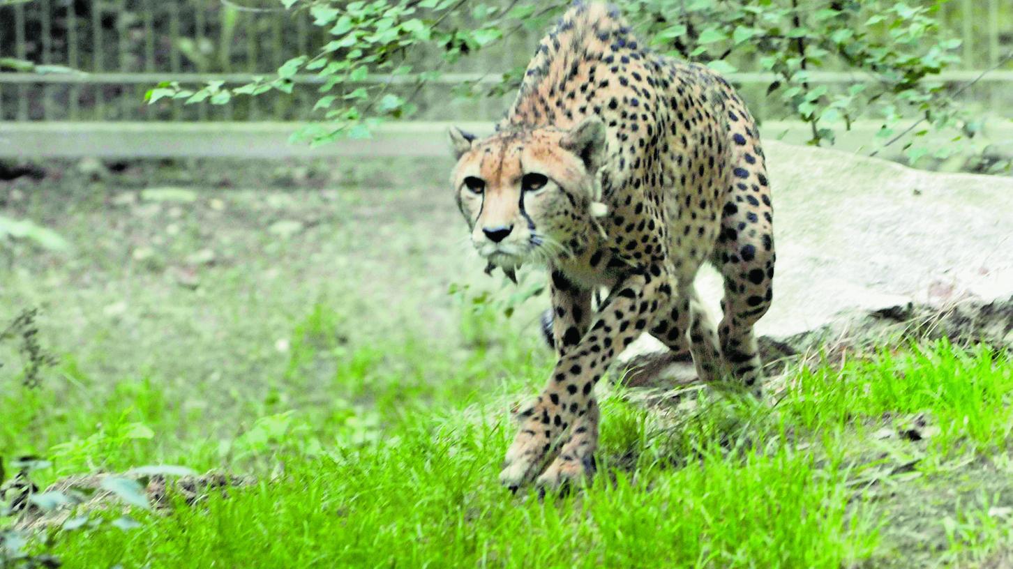 Schreck im Tiergarten: Gepard brach aus