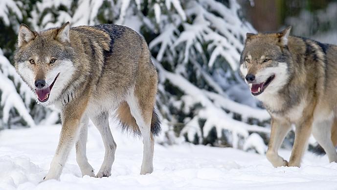 Wölfe fühlen sich in Deutschland wieder wohl