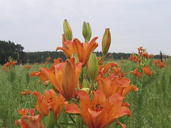 Lilien für die Kanzlerin