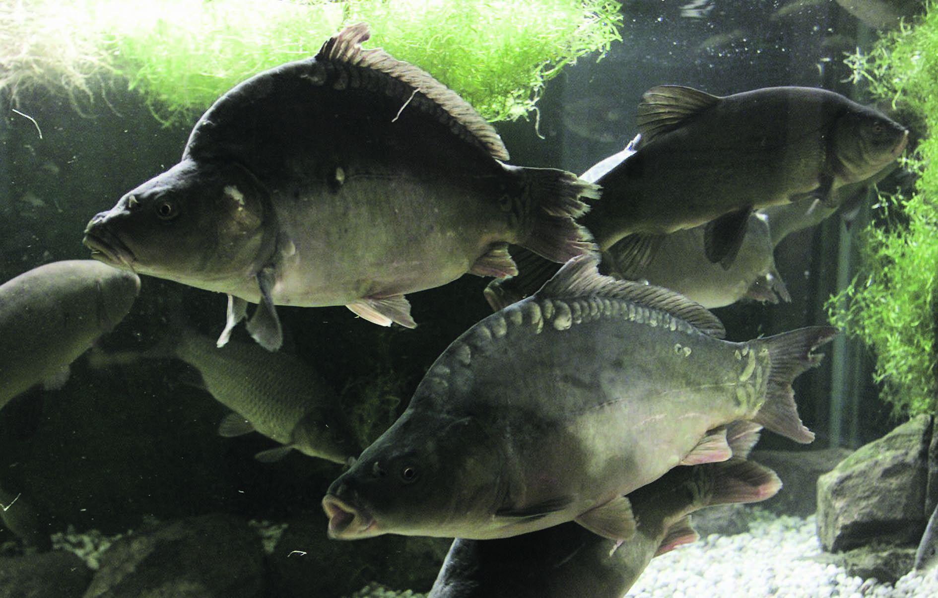 Doch nicht immer enden die Fisch-Geschichten nur für die Tiere tragisch. 2013 starb im niederländischen Roermond ein 58-jähriger Angler beim Karpfen-Fischen. Eines der Tiere biss am Angelhaken an und riss den gehbehinderten Mann daraufhin samt seinem Rollstuhl zu Boden und zog ihn ins Wasser, so RP Online. Der Mann schaffte es nicht mehr zurück ans Ufer und ertrank in dem Gewässer.