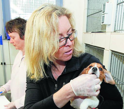 Größte Rettungsaktion in der Tierheim-Geschichte