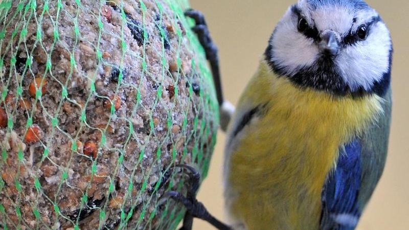 Von der neuen Vogelkrankheit, die bislang verstärkt in Rheinland-Pfalz, Hessen und Thüringen aufgetreten ist, sind in erster Linie Blaumeisen betroffen.