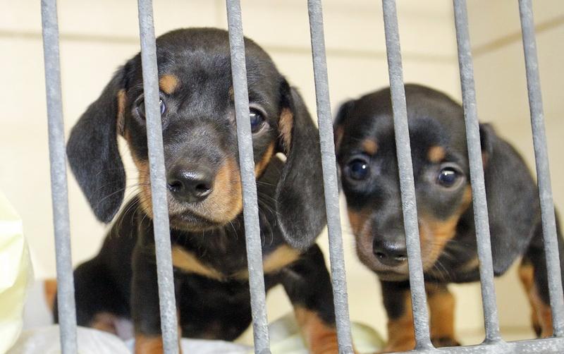 Für jeden Welpen wird mit 400 Euro eine höhere Schutzgebühr als normal verlangt, "um Schnäppchenjäger abzuschrecken", so Tierheimleiterin Heike Weber.