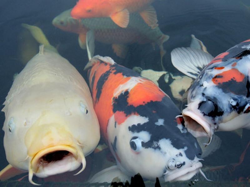 Wer lieber virtuell Fische fängt, kann dies auch in der Videospielreihe Pokemon tun. Das Taschenmonster Karpador basiert laut Nintendo auf einem Karpfen.