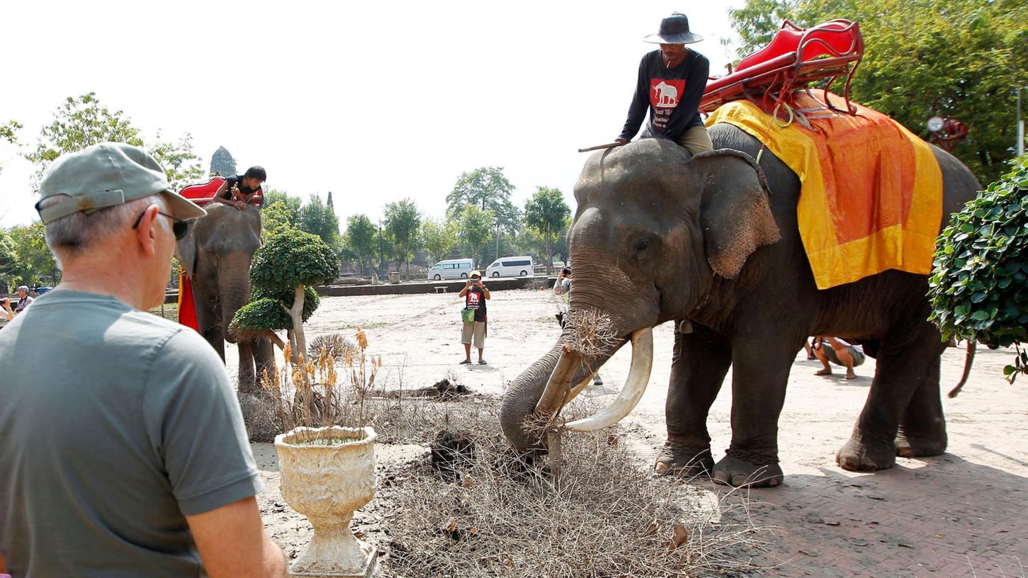 Thailand: Jagd auf Elefantenbabys nimmt zu