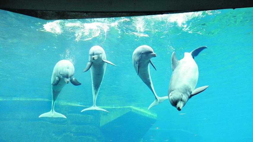 Zehn Delfine und neun Seelöwen leben derzeit in der Lagune mit 5,4 Millionen Litern Meerwasser.