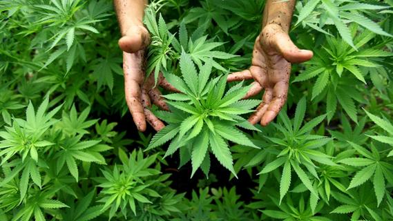 Kommentar: Lasst uns über Cannabis-Legalisierung sprechen