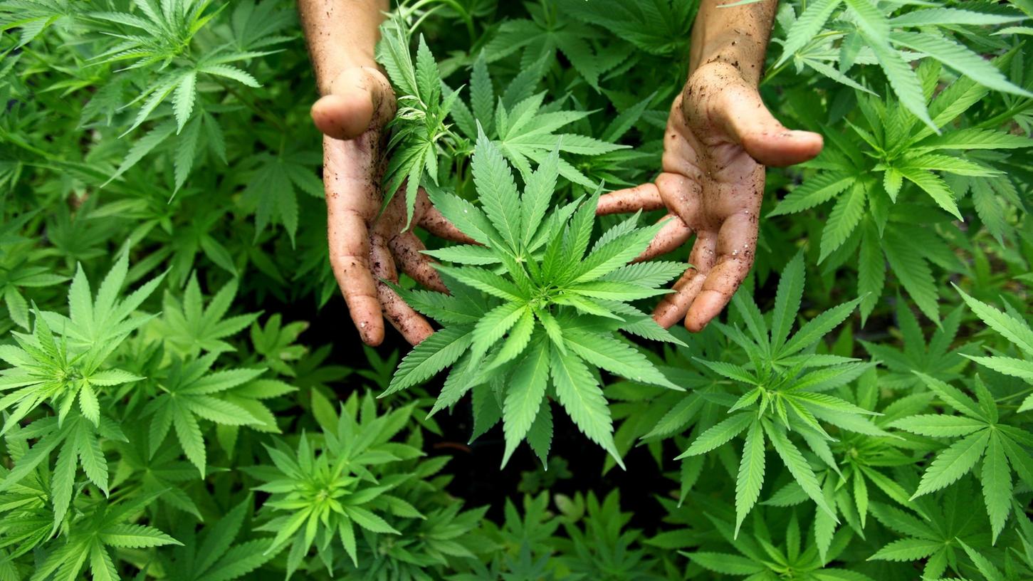 Der Anbau von Cannabis soll nach Meinung der Drogenbeauftragten der Bundesregierung, Marlene Mortler (CSU), illegal bleiben.