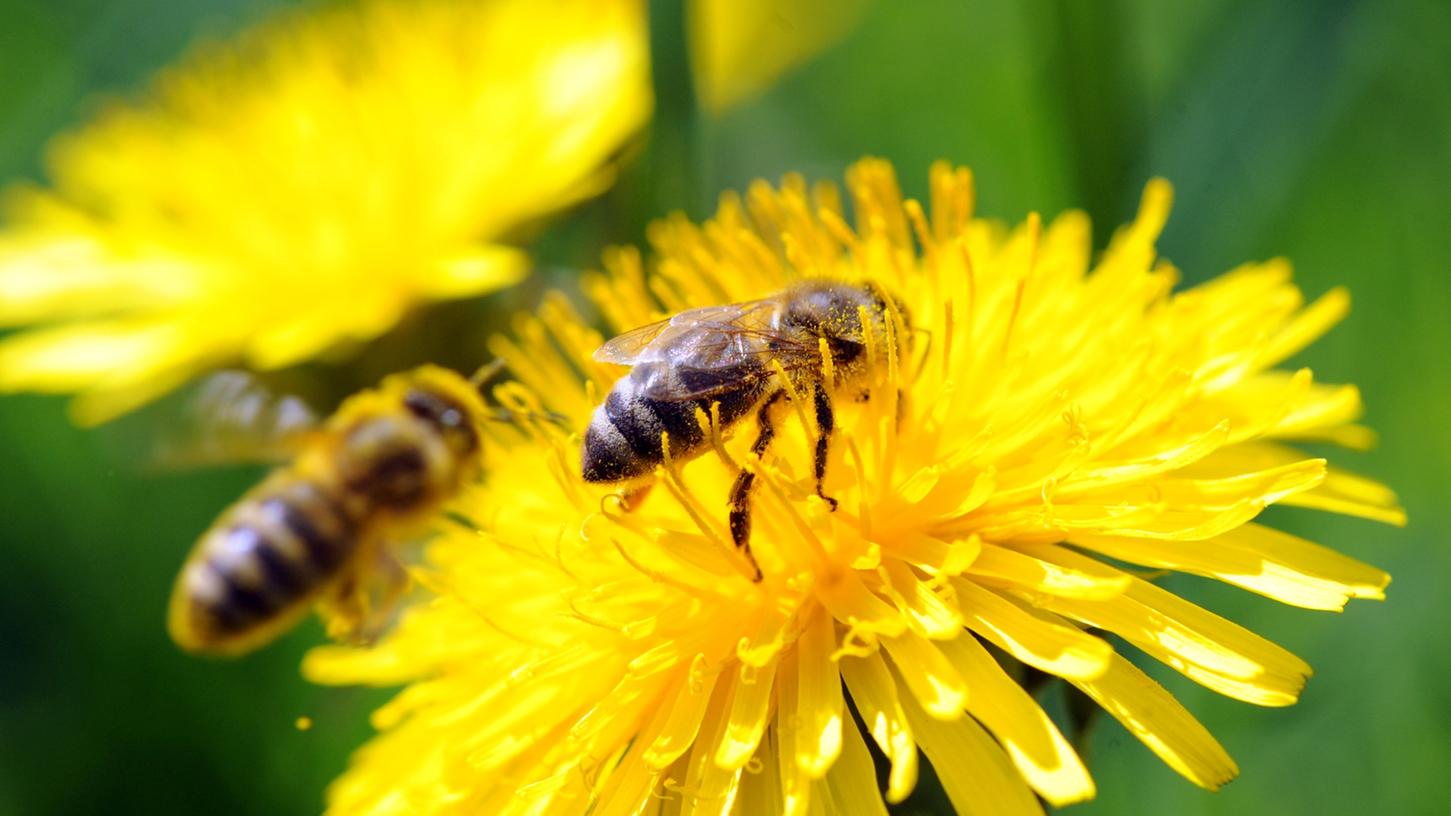 Sie gehören einfach zusammen, die Bienen und die Blümchen.