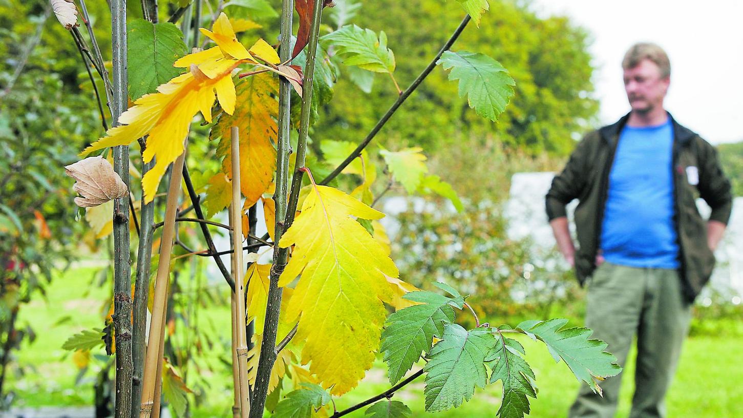 Mehlbeere: Nachzucht war erfolgreich