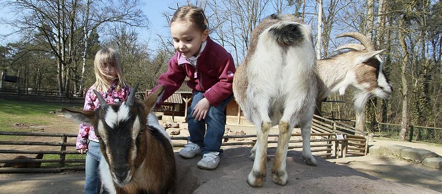 Nicht nur Celine (links, 6 Jahre) und Emelie (4 Jahre) zieht es im Nürnberger Tiergarten vor allem zum Streichelzoo. Bei den Kleinsten sind sonst besonders "charismatische" Tiere beliebt, wie Totenkopfäffchen oder Pinguine.