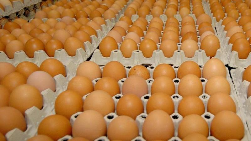 Ein Eier verarbeitender Betrieb bei Ingolstadt hatte vergammelte und mitunter madige Eier verwertet und an Nudelhersteller und Bäckereien ausgeliefert.