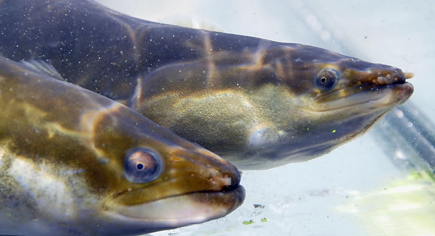 In der Natur vom Aussterben bedroht: der Aal. Doch auch im Eimer darf er nicht unnötig gehalten werden. In der Natur vom Aussterben bedroht: der Aal. Doch auch im Eimer darf er nicht unnötig gehalten werden.