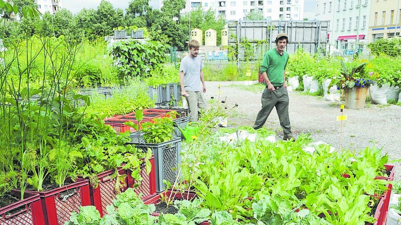 Das Beet in der Kiste