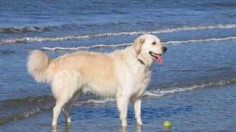 Hunde sollen ihren eigenen Strand am Brombachsee bekommen. (Symbolbild)