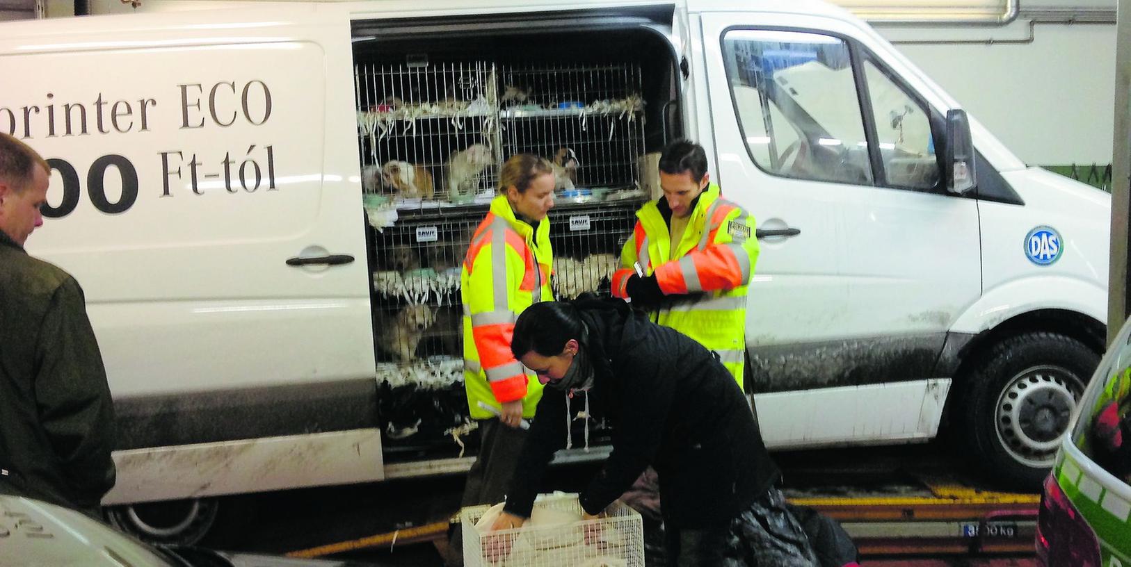 Vor knapp zweieinhalb Monaten wurden aus diesem Transporter 92 Hundewelpen befreit. Nun verklagt der Hundehändler das Tierheim.