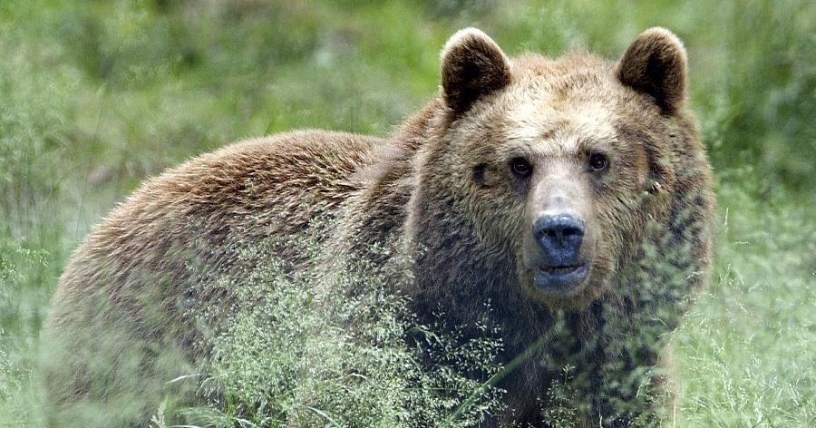 Braunbären und Wölfe leben immer wieder gemeinsam in Zoogehegen zusammen (Symbolbild).