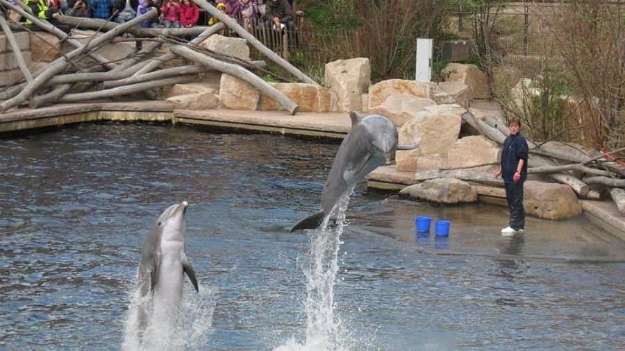 Hier scheint es den Delfinen gut zu gehen - doch die Organisation ProWal kritisiert die Haltung im Nürnberger Tiergarten.
