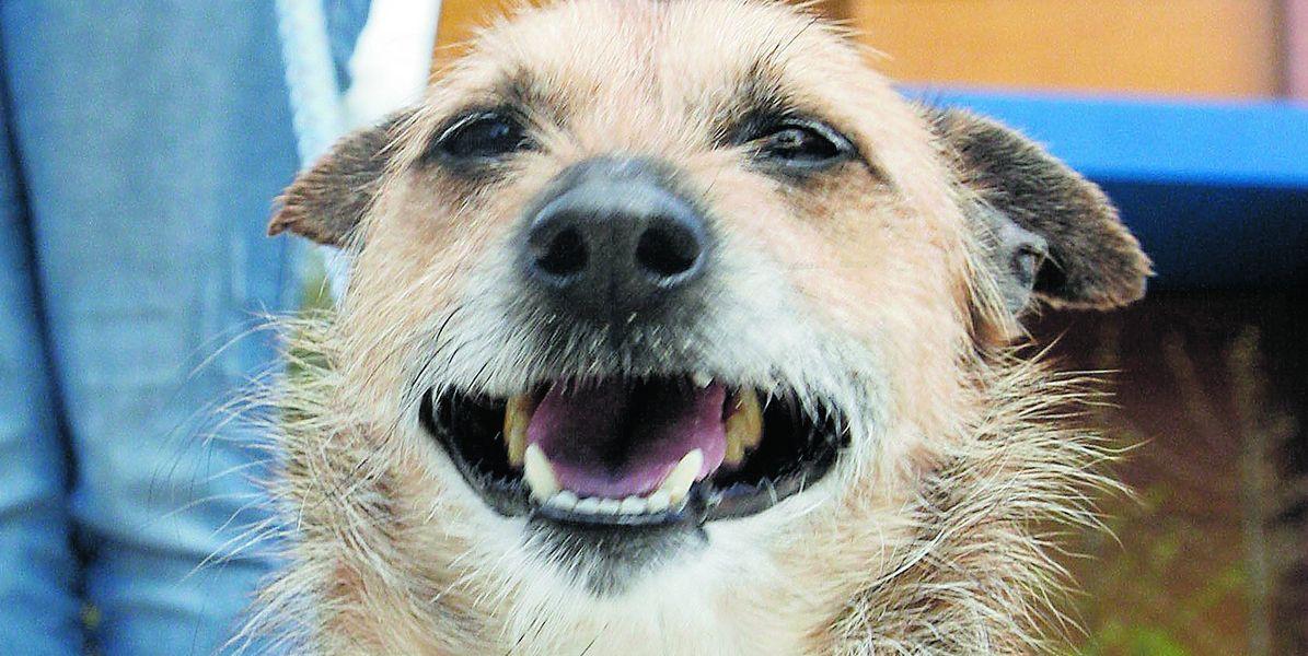 Kleiner Hund mit großem Temperament Kleiner Hund mit großem Temperament