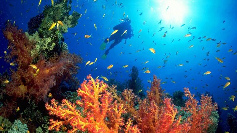 Die Erde könnte sich bis zum Jahr 2100 um 4,2 Grad erwärmen.Das würde unter anderem das Ende der Korallenriffe bedeuten.