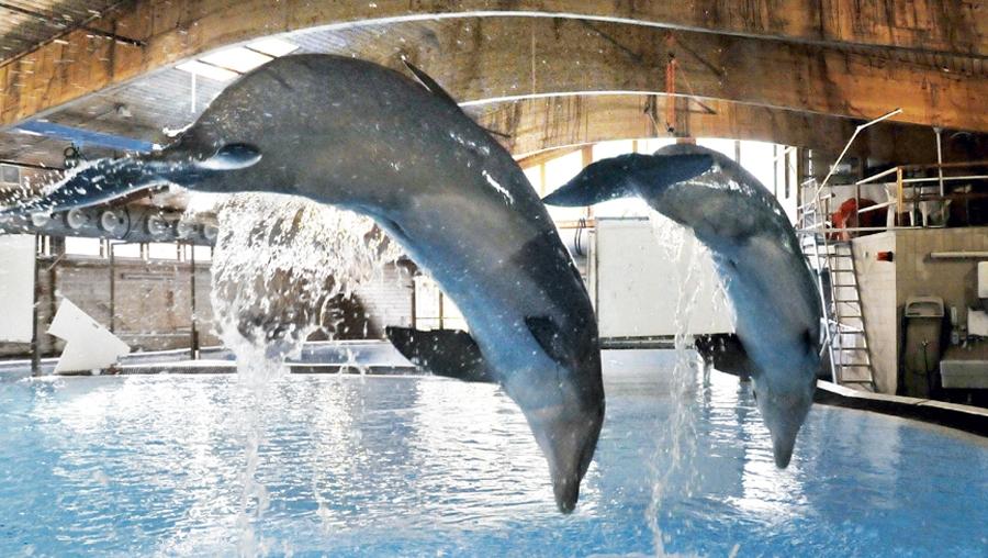 Kritiker erheben Vorwürfe gegen die Delfinhaltung.