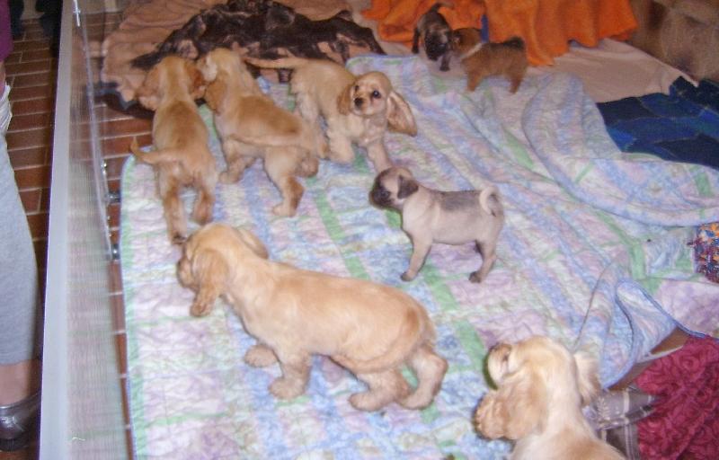 Wieder Welpen in Kofferraum eingepfercht Feucht Nordbayern