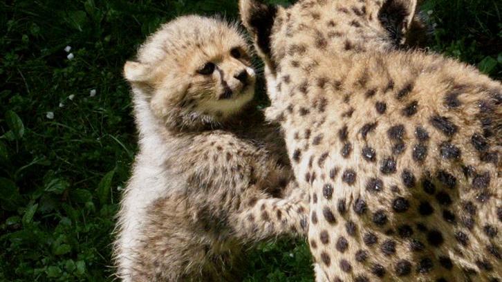 ... das falsche Spielzeug für kleine Geparden sein. Die beschäftigten sich im Tiergarten Nürnberg lieber mit ihrer Mutter und der Erkundung des Geheges. (mehr dazu). Zum Entdecken lud ebenfalls...