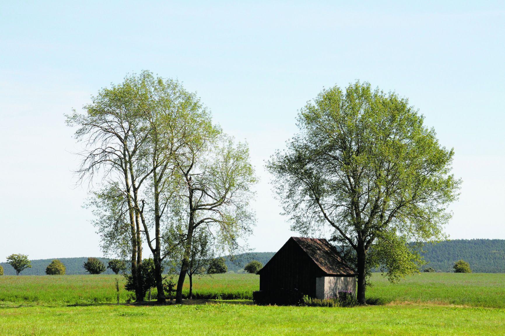 Von Eiche zu Esche und Eibe