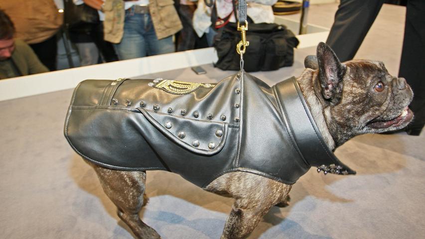 Chic, chic: Die französische Bulldogge "Paul" trägt ein Leder-Suit mit Nieten.