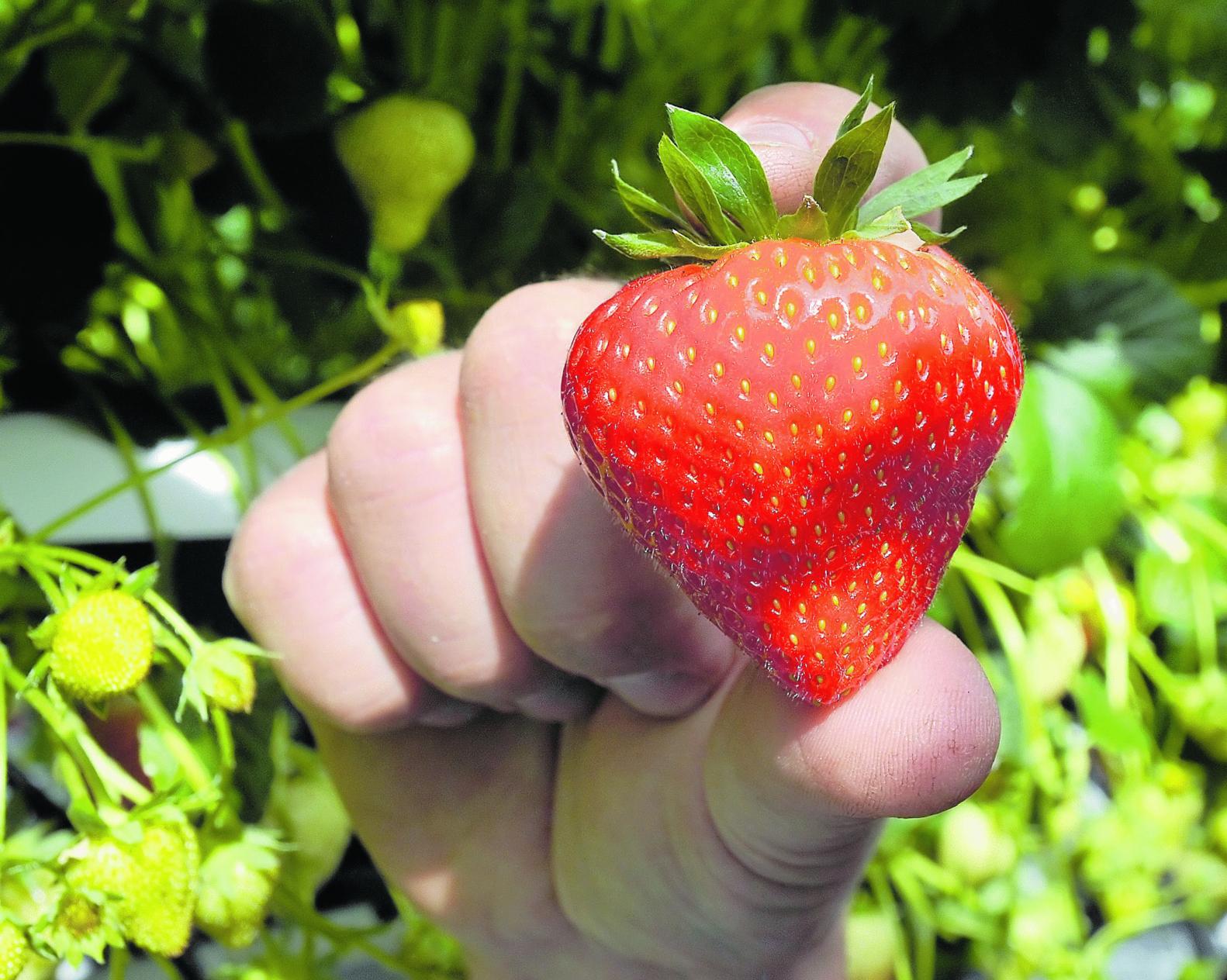 Hier Gibt S Erdbeeren Zum Selbstpflucken In Nurnberg Und Region Nordbayern De